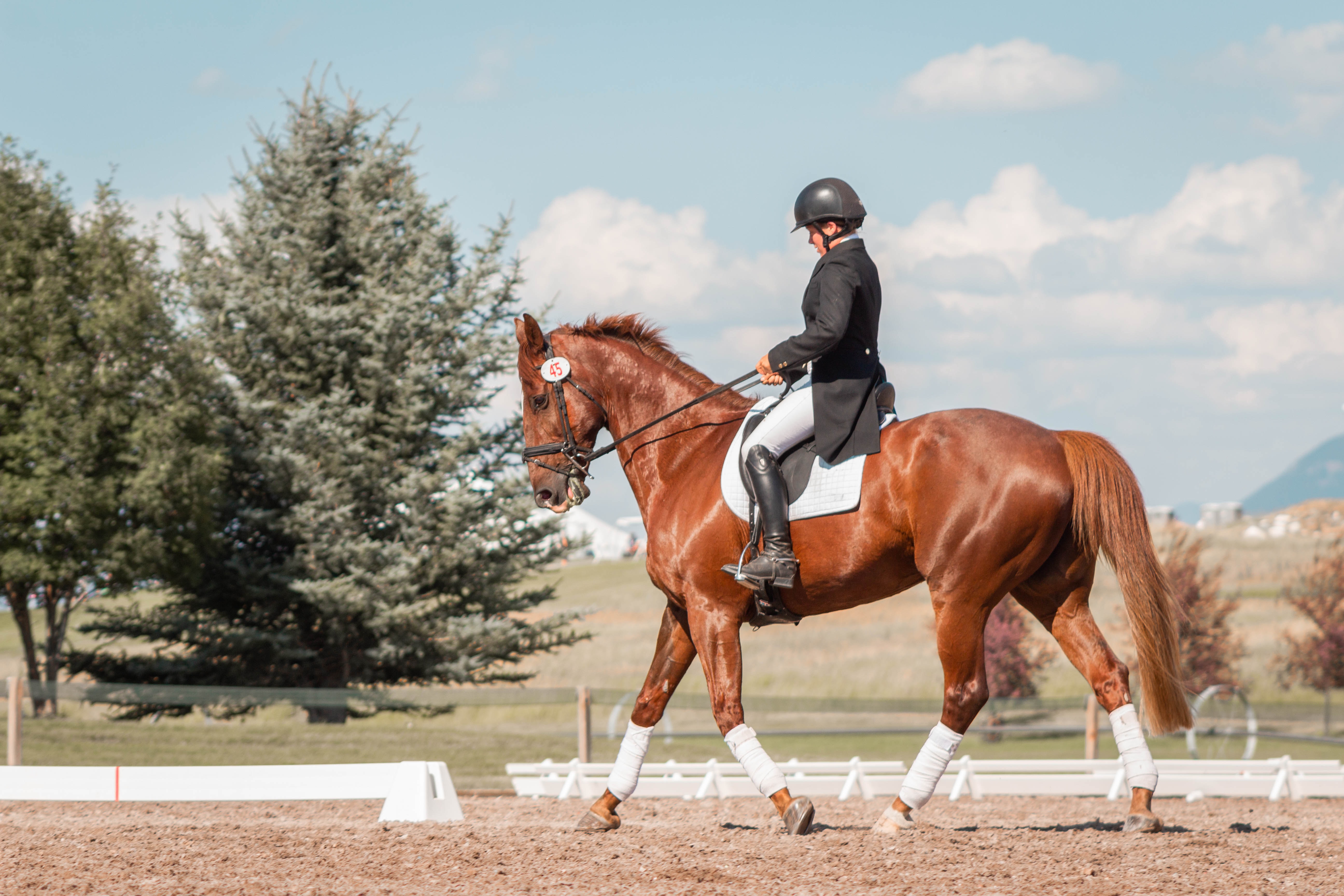 a brown horse