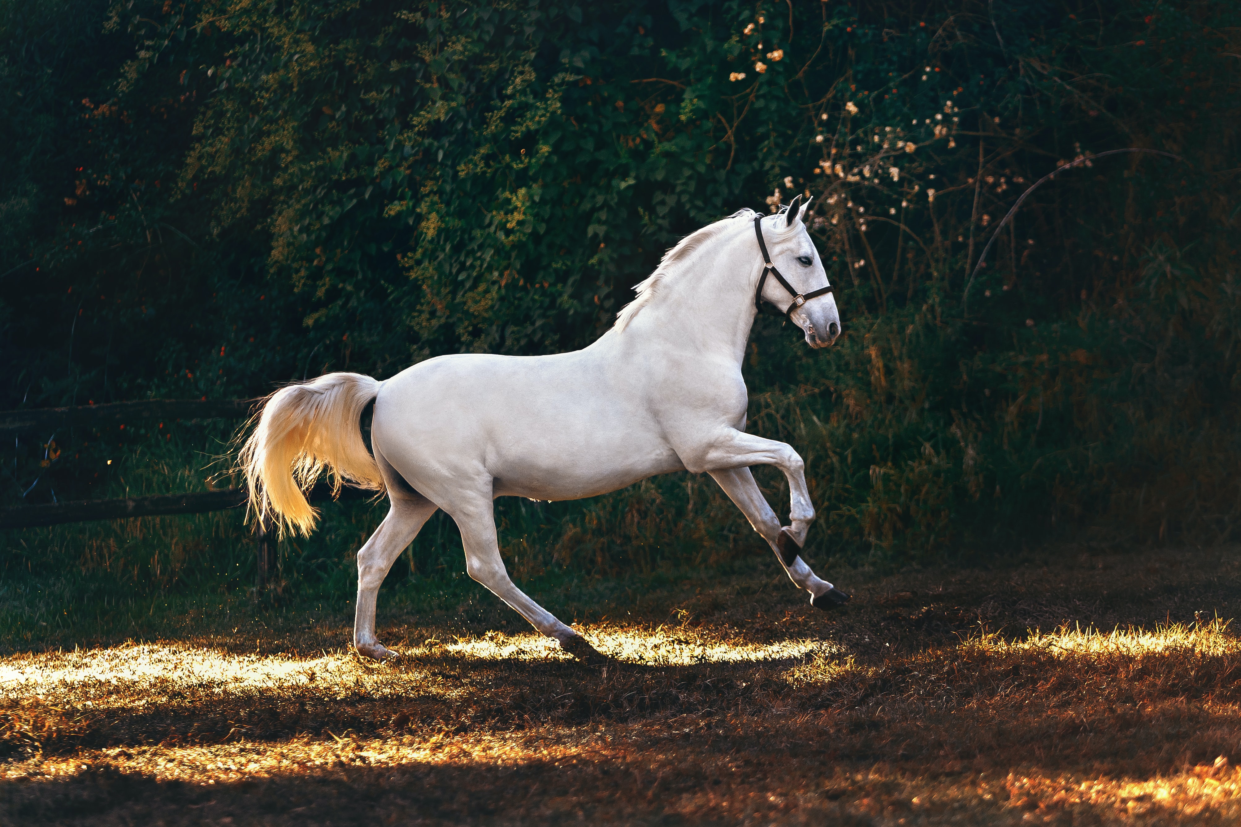 A white horse galloping