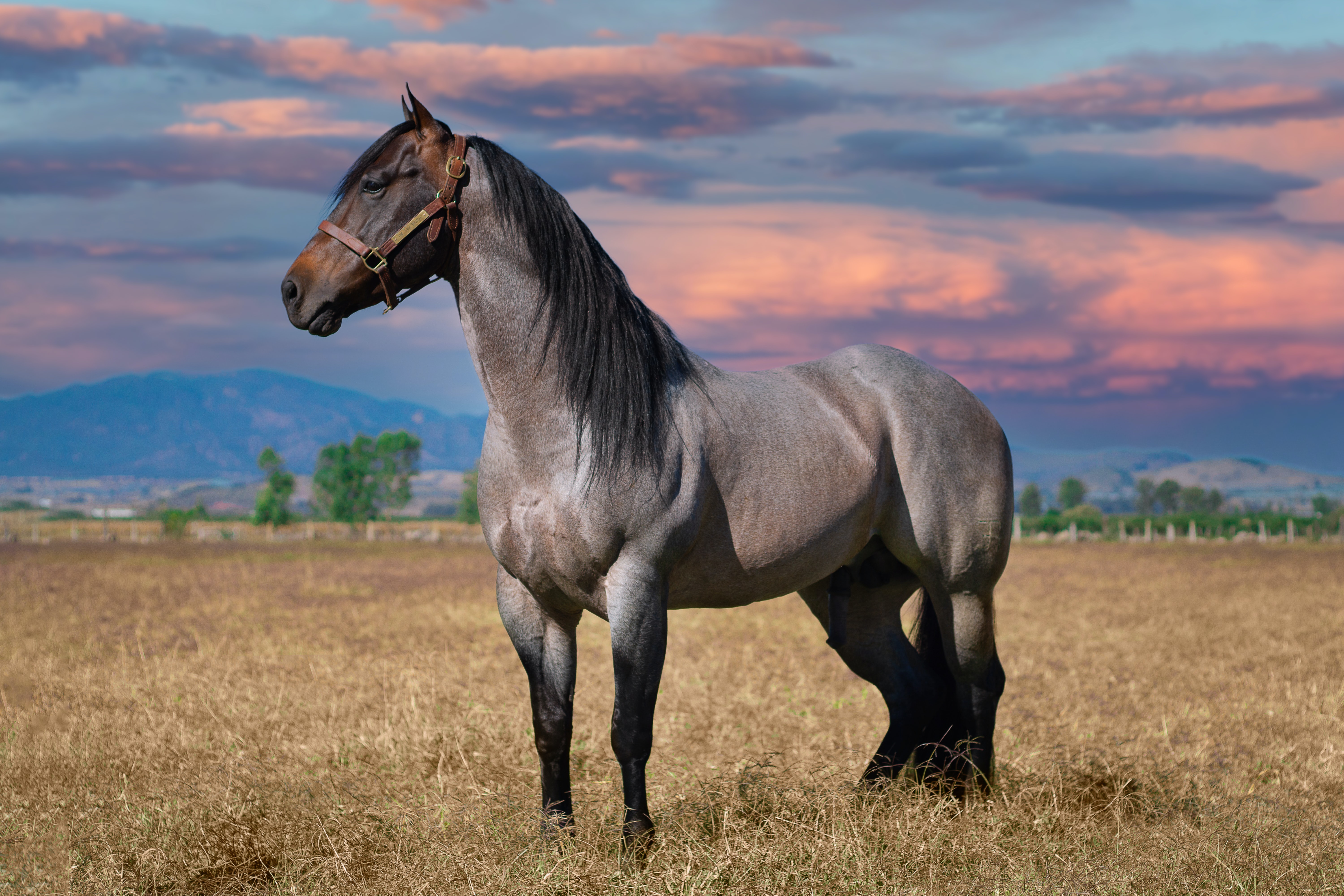 A grayish horse standing in a field with the sunset in the background