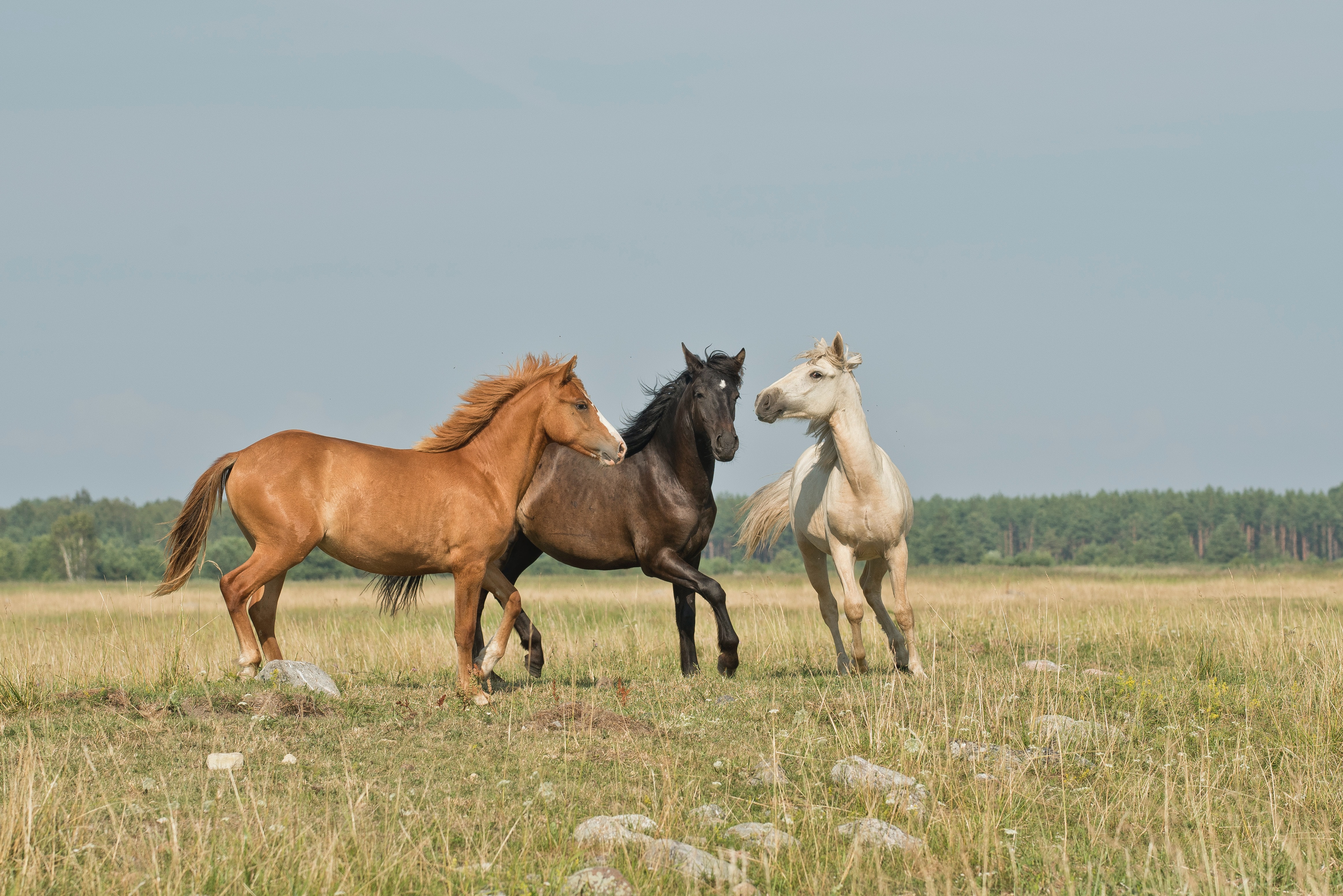 a white, dark brown, and orange horse together in a field