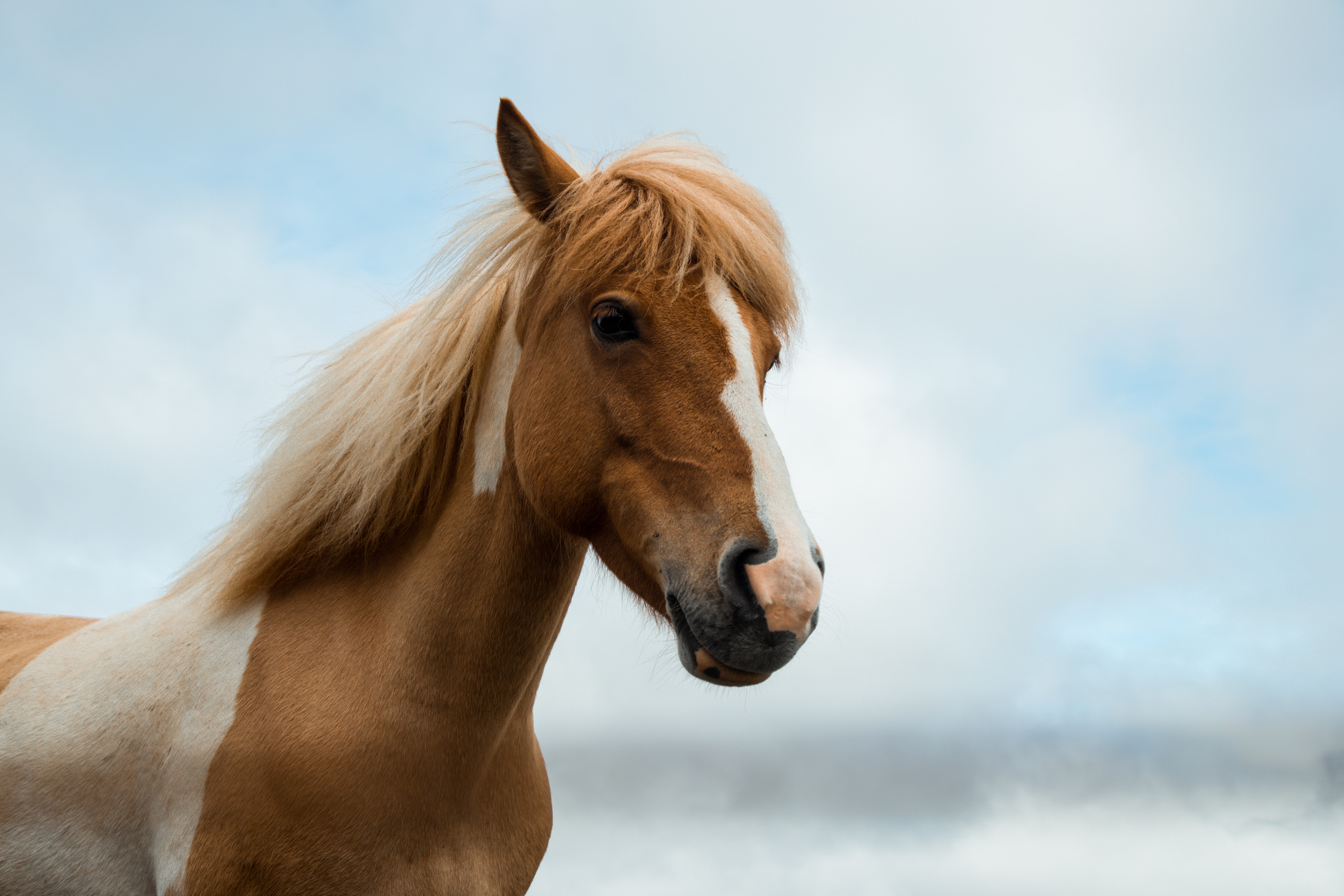 the face of an orange and white horse