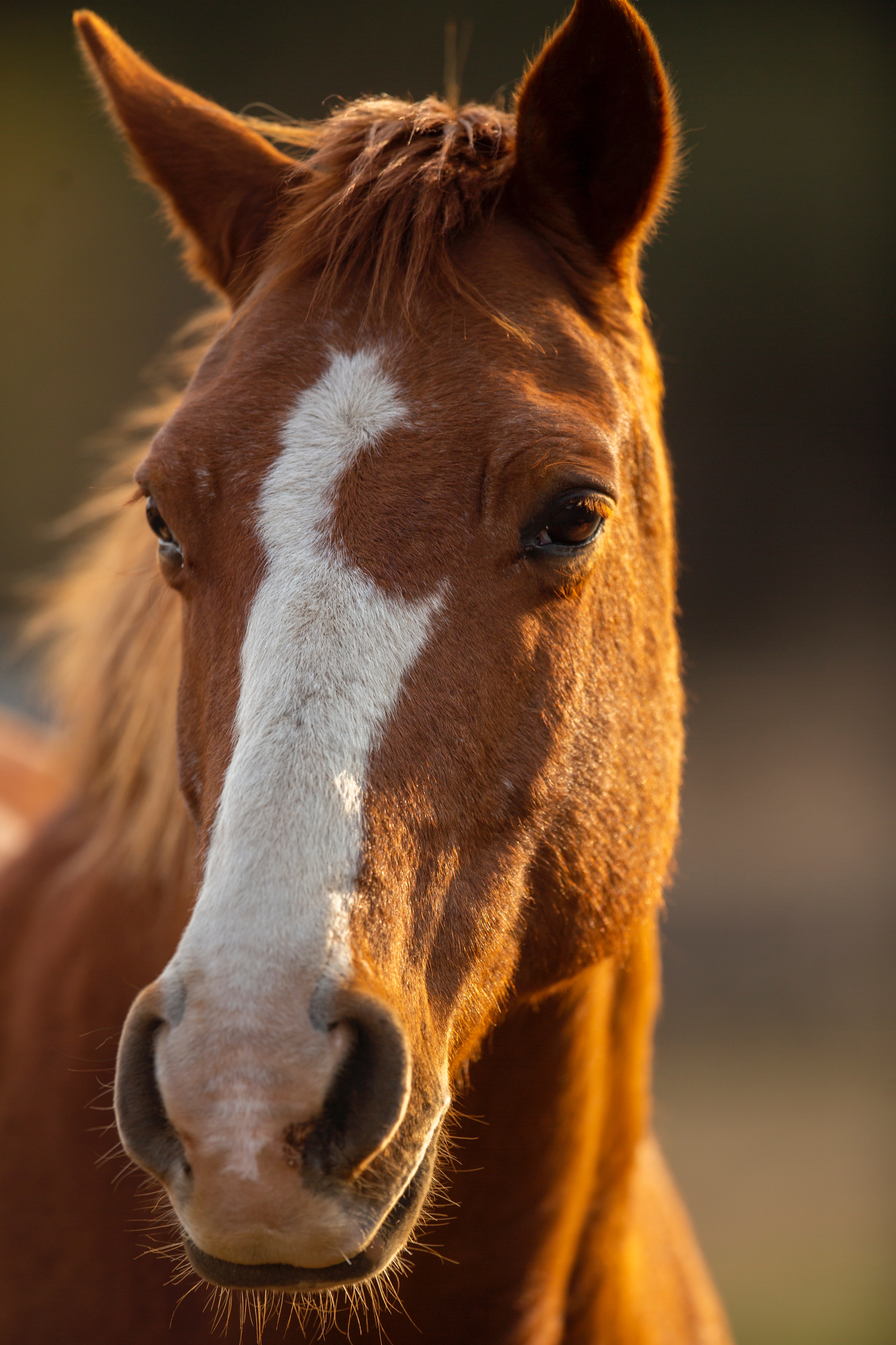 a close up of an orange horse with a white patch on the front of his face