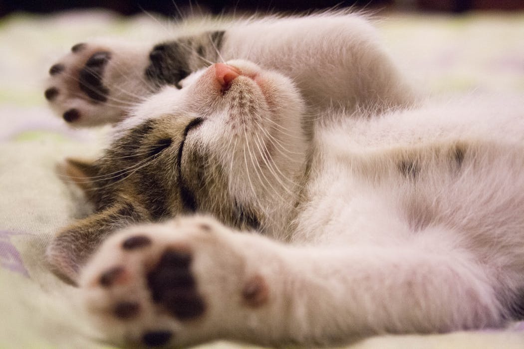Kitten resting