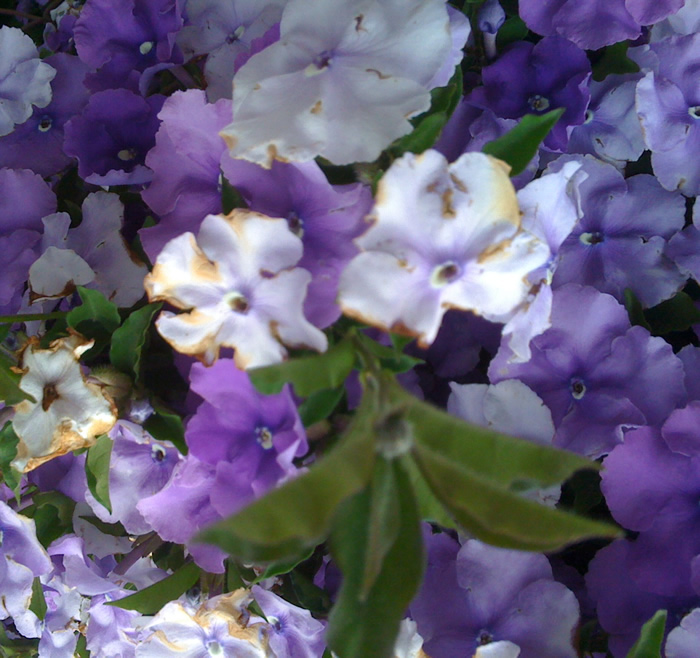 with object-fit contain, the image is trapped inside the image element, retaining aspect ratio.