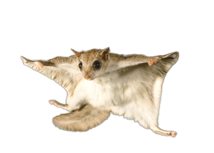 flying squirrel no background